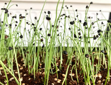 chives, organic microgreen onion seeds, sprouts, singapore, gmo-free vegetable seeds, small onion bulbs, chef approved, specialty crop, grow onions