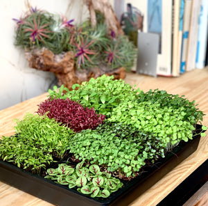 singapore, ideas for house warming gifts, gift ideas for gardening enthusiasts, mothers day gifts, earth day, eco friendly gifts, sustainable gifts, microgreens, trays, punnets,