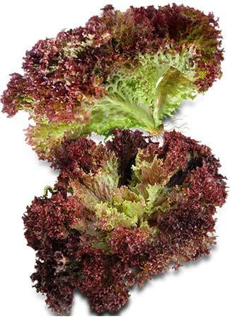 Lollo Rosso Lettuce Seeds - High Germination Rate – everythinggreen.sg