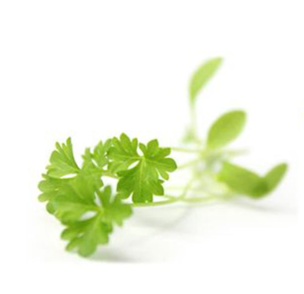 BUY Organic Parsley Seeds FREE Shipping Singapore everythinggreen.sg