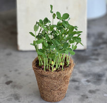 Children’s Mini Microgreens Gardening Kit