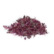 Buy amaranth microgreen seeds online. Free Shipping in Singapore