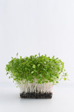 arugula microgreens, rocket microgreens, how to grow microgreens, singapore, everything green, gardeners day out, nparks, grow microgreens singapore,