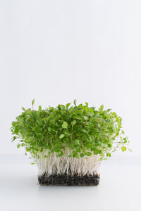 arugula microgreens, rocket microgreens, how to grow microgreens, singapore, everything green, gardeners day out, nparks, grow microgreens singapore,