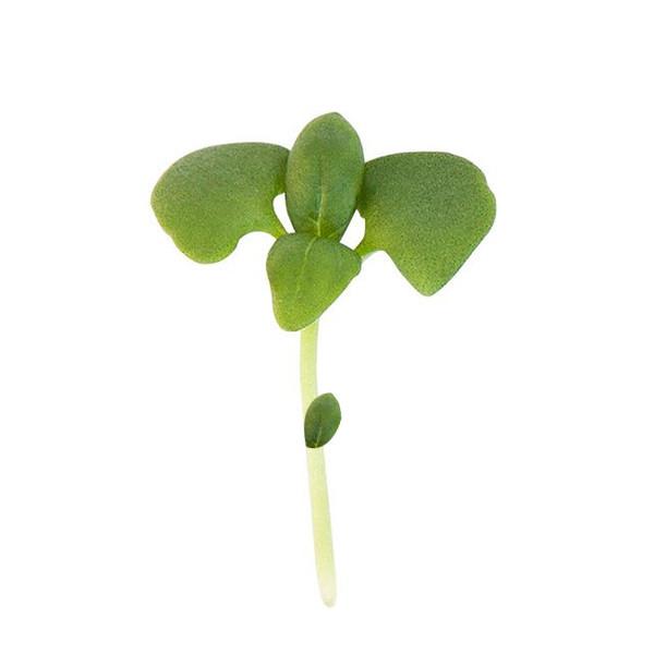 Basil Italian Green Organic Seeds