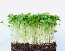microgreen seeds, Indonesia, microgreen gift packs, kale microgreen, singapore, everything green