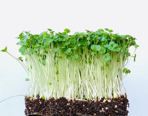 microgreen seeds, Indonesia, microgreen gift packs, kale microgreen, singapore, everything green