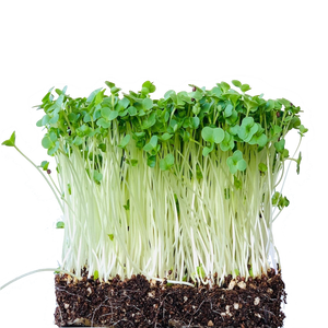 grow broccoli sprouts, microgreens, singapore, broccoli seeds, organic, gmo-free, non-hybrid, untreated, sprouting, cancer fighting vegetable, organic broccoli microgreen, sprouts, gmo free, broccoli seeds, singapore, everything green  Edit alt text