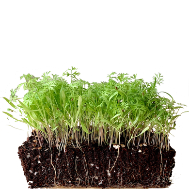 carrot microgreens, seeds, organic, singapore, how to grow carrot microgreens,  
