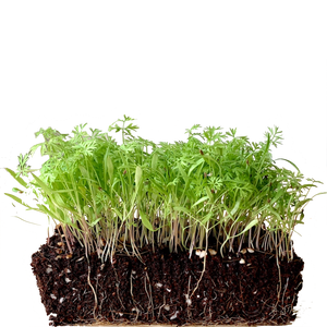 carrot microgreens, seeds, organic, singapore, how to grow carrot microgreens,  