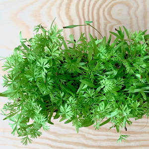 delicious carrot microgreens, how to use carrot microgreens, where to get carrot microgreen seeds, singapore,  