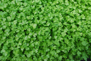 celery microgreen seeds, organic, singapore, how to grow celery singapore, microgreen celery, gmo free