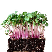 china rose radish, microgreens, seeds, organic, singapore, everything green, everythinggreen, buy, online