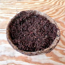20/50 Coco Peat Discs - Medium For Growing Microgreens