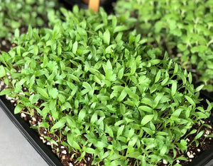 cilantro microgreens, coriander microgreens, sprouts, cilantro seeds, coriander seeds, grow cilantro coriander singapore, how to, 