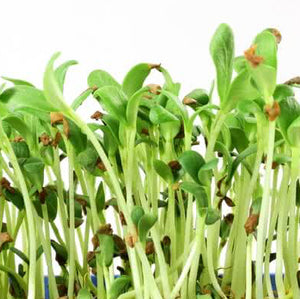  organic fenugreek seeds, methi seeds, plant, sprouting, sprout, grow, singapore, non treated, gmo free, 
