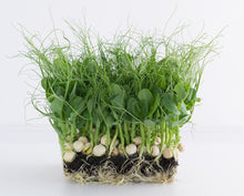 organic pea shoot seeds, green peas, sweet peas, maple peas, malaysia, indonesia, free shipping