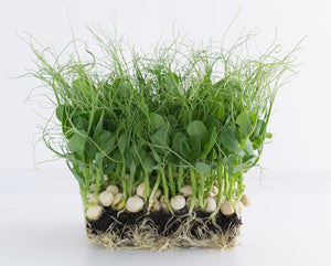 organic pea shoot seeds, green peas, sweet peas, maple peas, malaysia, indonesia, free shipping