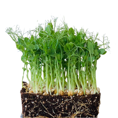 buy green peas seeds singapore, grow pea shoots singapore, peashoots, organic, gmo free, how to grow peas, growing peas singapore, malaysia,  