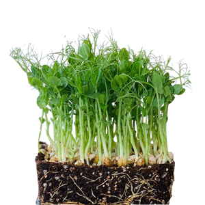 buy green peas seeds singapore, grow pea shoots singapore, peashoots, organic, gmo free, how to grow peas, growing peas singapore, malaysia,  