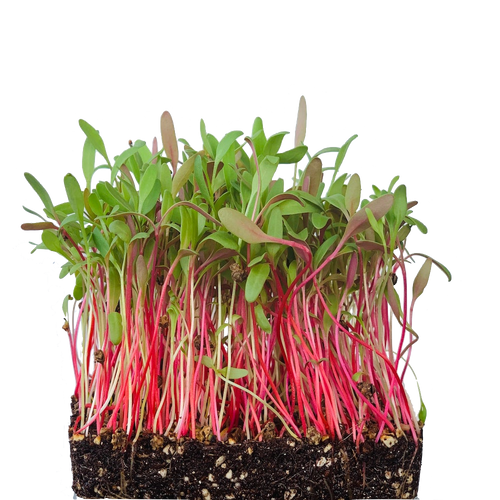 swiss chard seeds, singapore, organic, silver beets seeds, everything green, urban sproutz, urban harvest, farm delight, edible garden, microgreen seeds, beets seeds, vegetable seeds, 