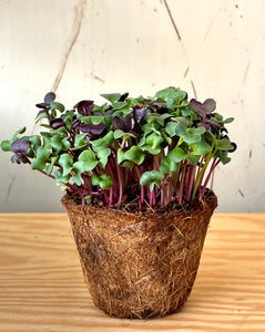 Rainbow Radish Microgreen Seeds Pack