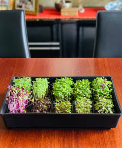 microgreens tray set, tray for growing microgreens, singapore, 