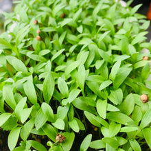 Cilantro Or Coriander Organic Microgreens Seeds