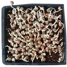 Speckled Peas Microgreens Seeds Pack