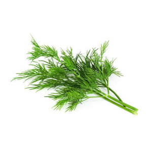 buy dill seeds singapore, where to buy, how to grow dill from seeds, how to grow dill, tropical climate, dill seedlings