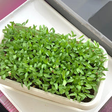 Cilantro Or Coriander Organic Microgreens Seeds