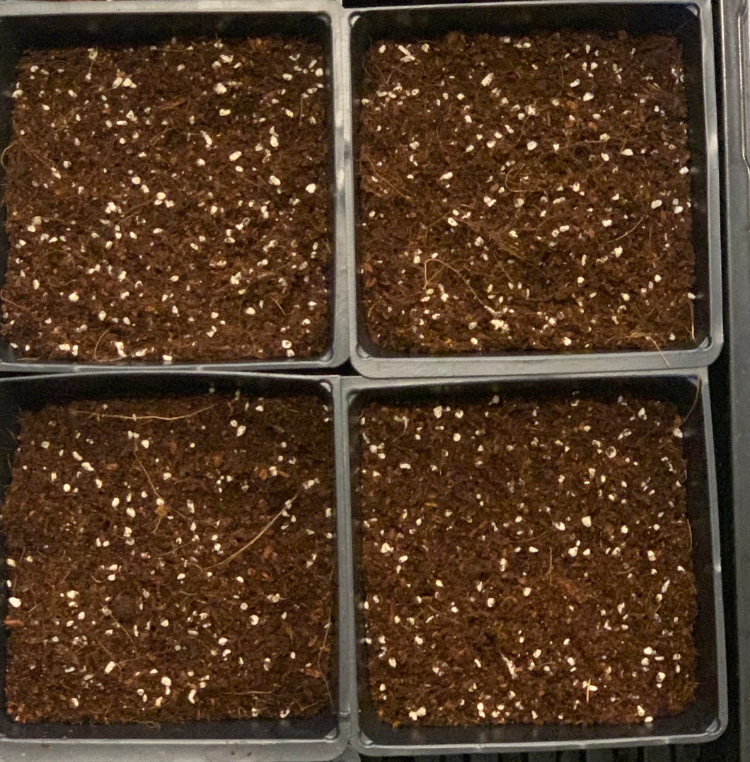 what soil to use for microgreens, potting mix for seedlings, germination mix for microgreens, potting mix for sprouts, singapore, everything green