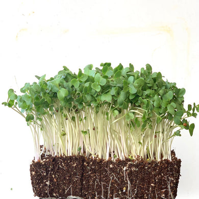 green kale, tuscany kale, microgreen, singapore, how to grow, everything green, 