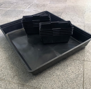 microgreens germination tray, 10 x 20 flat tray, singapore, buy online, free shipping, tray for growing microgreen, microgreen punnets, punnet, 