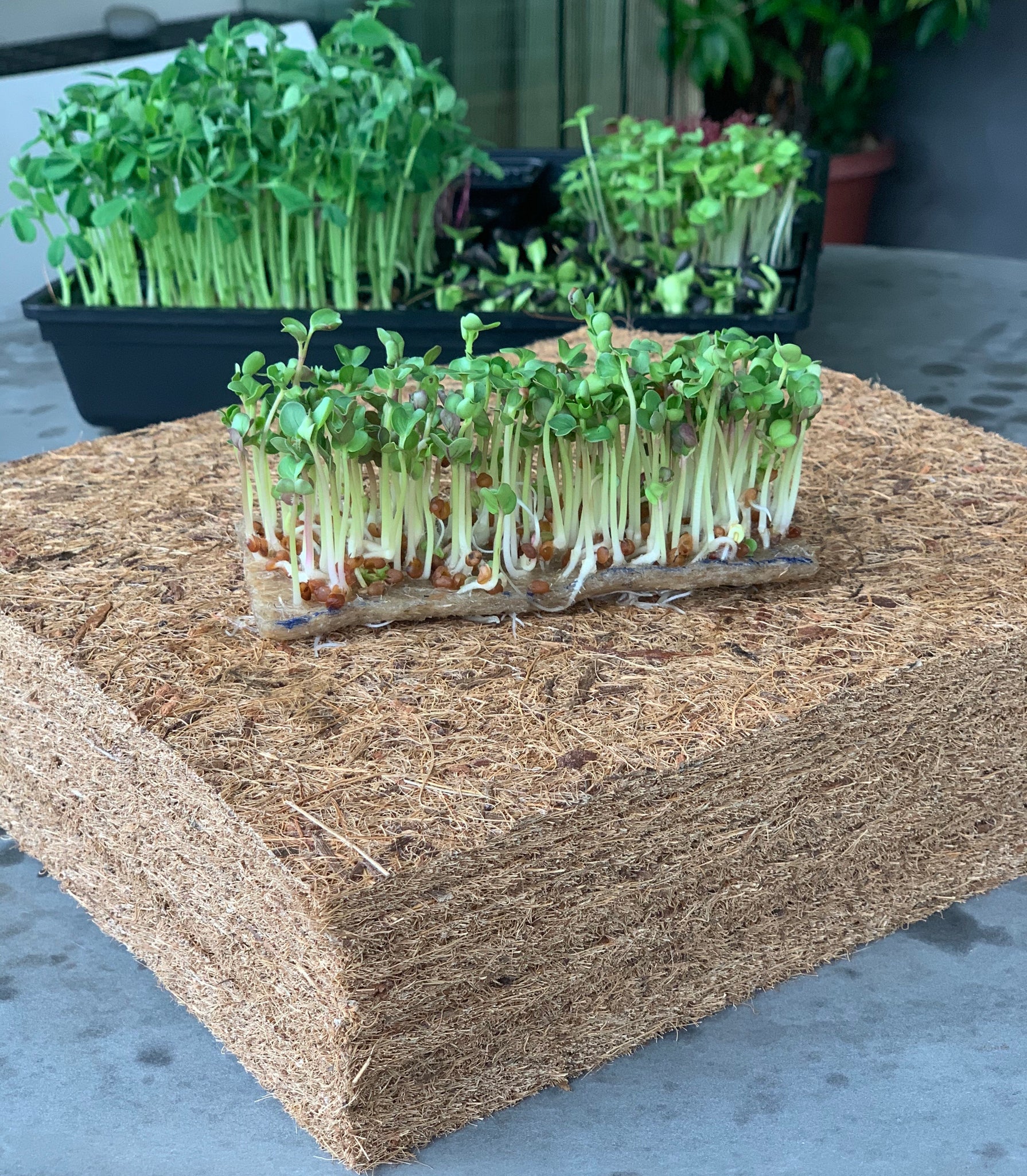5+ Coconut Fiber Microgreens 5+ Coconut Fiber Microgreens