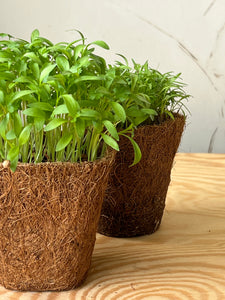 Set of 3 Reusable & Biodegradable Coco Coir Planting Pots
