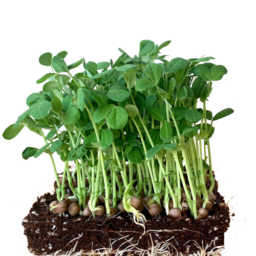 sweet pea shoots, singapore, pea sprout, pea shoot microgreens, peas seeds, organic, speckled peas, pea shoots for plating, urban sproutz, urban harvest,