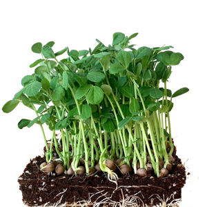 sweet pea shoots, singapore, pea sprout, pea shoot microgreens, peas seeds, organic, speckled peas, pea shoots for plating, urban sproutz, urban harvest,