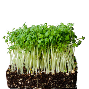 garden cress seeds, curly cress seeds, singapore, garden cress microgreens singapore, curly cress microgreens singapore  Edit alt text