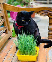 wheatgrass seeds for cats, singapore, buy, organic, grow wheatgrass for cats, cats digestion, what helps cats digestion, how to cure cats digestion problem, 