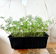 dill seeds, dill microgreens, grow dill, singapore, dill herb seeds, how to grow dill, buy dill seeds singapore, where to buy, how to grow dill from seeds, how to grow dill, tropical climate, dill seedlings