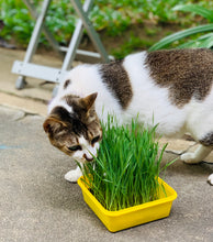 Cat Wheatgrass Set