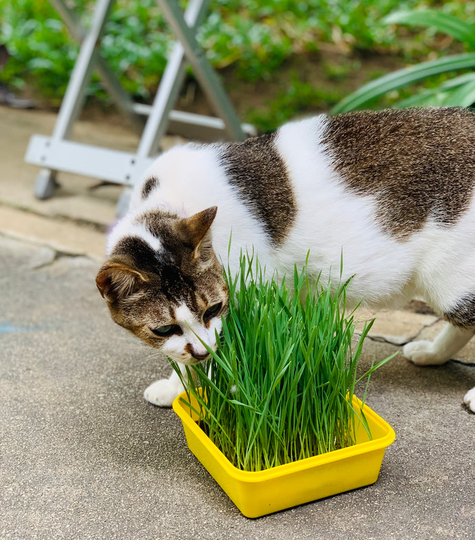 Pet Wheatgrass Set