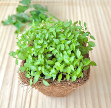 parsley microgreens, Italian parsley, how to grow parsley, singapore, grow herbs singapore, easy growing herbs, 