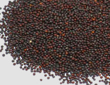 kale microgreen seeds organic gmo-free singapore