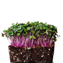 turning, kohlrabi, microgreens, sprouts, singapore, buy, organic vegetable seeds, non treated vegetable seeds, german turnip, urban sproutz, singapore, urban harvest, farm delight singapore microgreens, microgreens for chefs