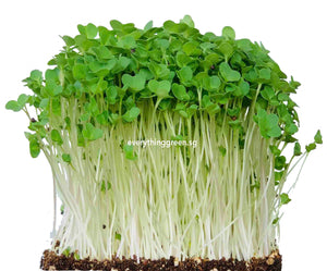 japanese mustard microgreens, singapore, komatsuna green, mustard microgreen, everything green singapore, spicy microgreens, 