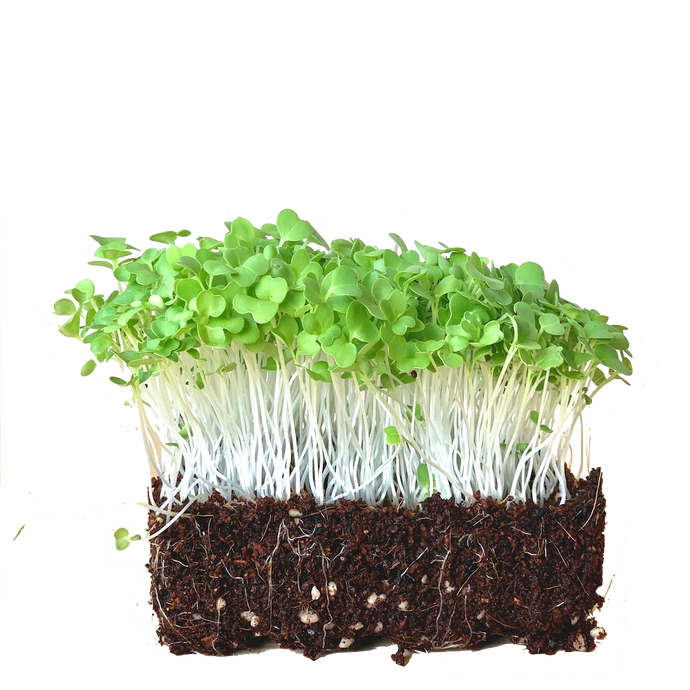 Mizuna Green Mustard Microgreen Sprout Seeds Pack