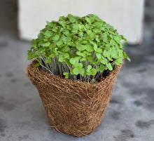 Starter Kit: Mini Microgreens Gardening Kit