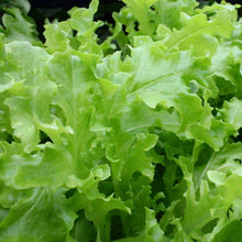 oakleaf seeds, salad leave seeds, salad leaf seeds, singapore, romaine seeds, lettuce seeds, grow salad singapore, how to grow salad leaf singapore, how to grow salad leaves singapore